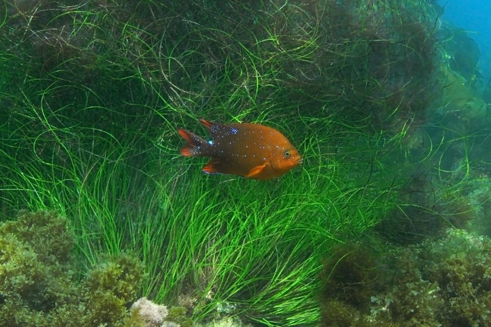 La Jolla: 2.5-Hour Kayak and Snorkel Tour - La Jolla in 150 minutes: sea caves, then snorkel two ways