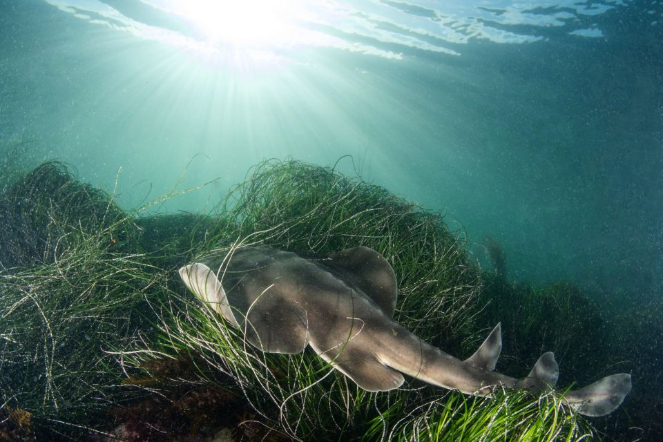 La Jolla: 2.5-Hour Kayak and Snorkel Tour - Where you start: the meeting point and why it helps