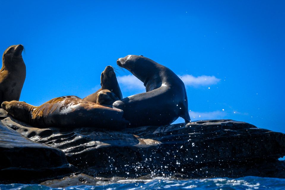 La Jolla: 2-Hour Kayak Tour of the 7 Caves - What the 2-hour pace feels like in real life