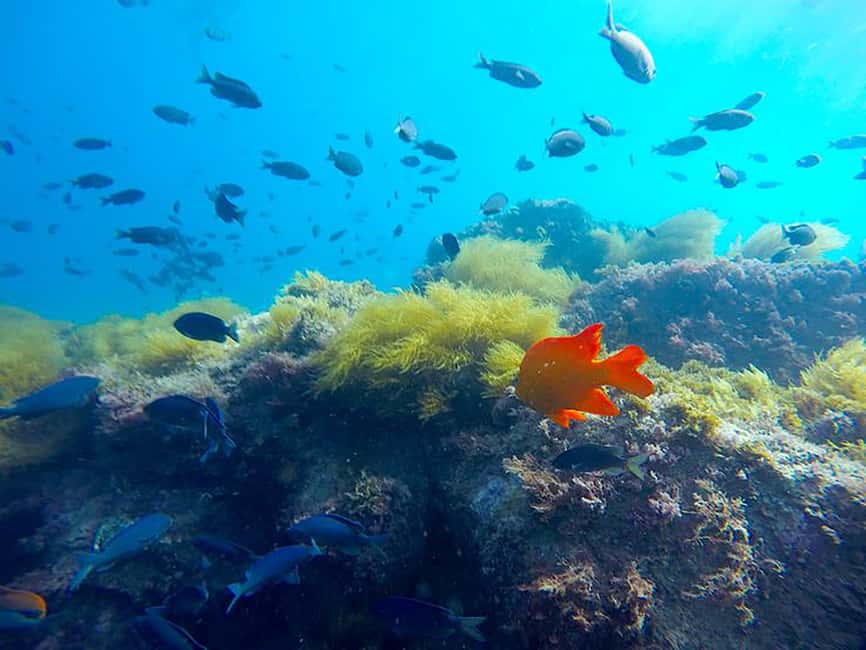 La Jolla: Full-Day Snorkel Gear Rental with Wetsuit Option - Finding the meeting spot inside the market (and not panicking)