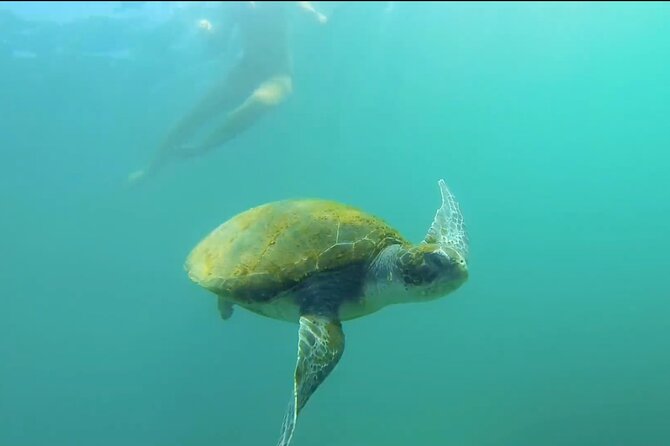 La Jolla Kayak and Snorkel Tour - Why La Jolla Ecological Reserve Makes This Tour So Worth It