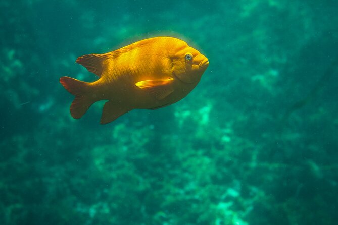 La Jolla Kayak and Snorkel Tour - Snorkeling in the Reserve: Marine Life Odds and Real-World Comfort