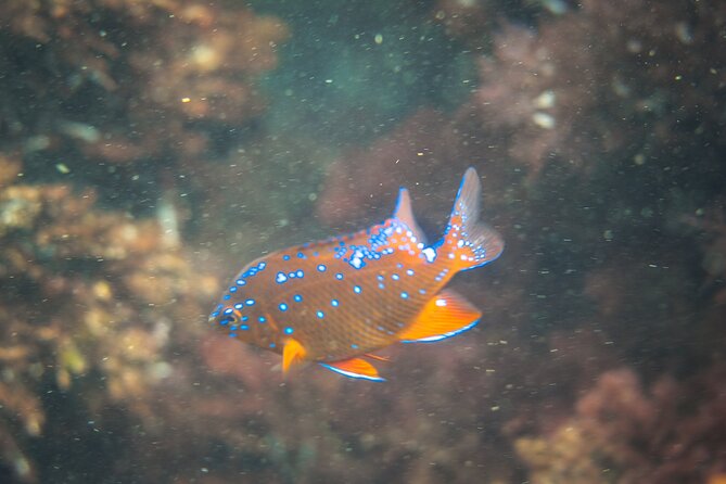 La Jolla Kayak and Snorkel Tour - Gear, Wetsuit Rules, and Small Things That Prevent Big Headaches