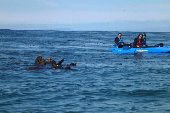 La Jolla Sea Caves Kayak Tour For Two (Tandem Kayak) - Wildlife spotting you can actually see up close
