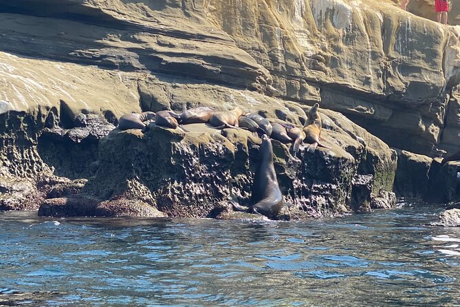 La Jolla Sea Caves Kayak Tour (Single Kayak) - What you might see: the wildlife payoff
