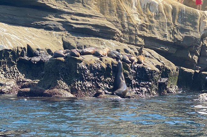 La Jolla Sea Caves Kayak Tour (Single Kayak) - Solo kayaking vs mixed groups: a real factor