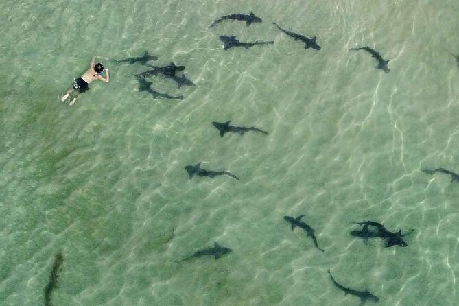 La Jolla Snorkel with the Leopard Sharks - Key highlights to know before you go