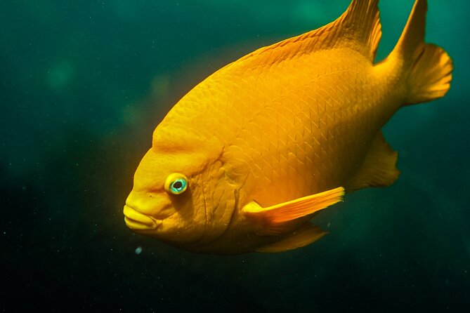 La Jolla Snorkel with the Leopard Sharks - Meeting point and pacing: Bike & Kayak Tours at 2158 Avenida De La Playa
