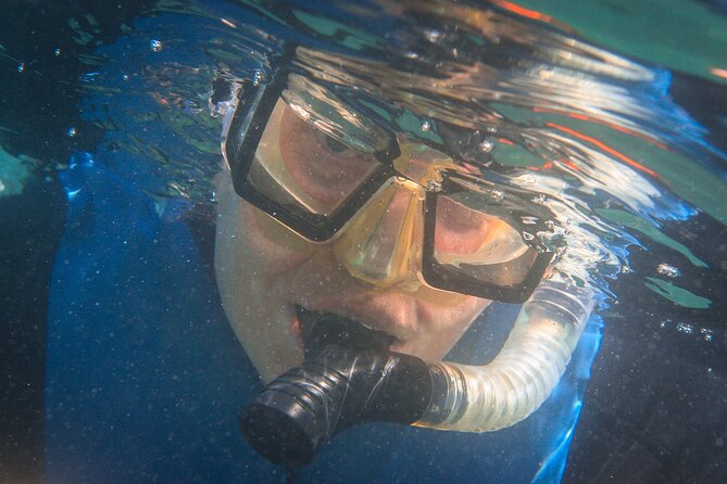 La Jolla Snorkel with the Leopard Sharks - Leopard shark encounters: exciting, but not guaranteed