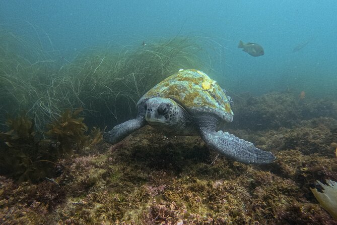 La Jolla Snorkel with the Leopard Sharks - Safety and “left alone” concerns: what to do with that information