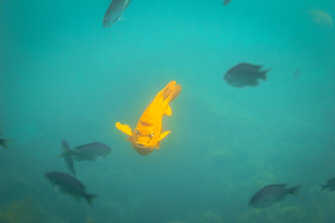 La Jolla Snorkel with the Leopard Sharks - Who this snorkel tour suits best