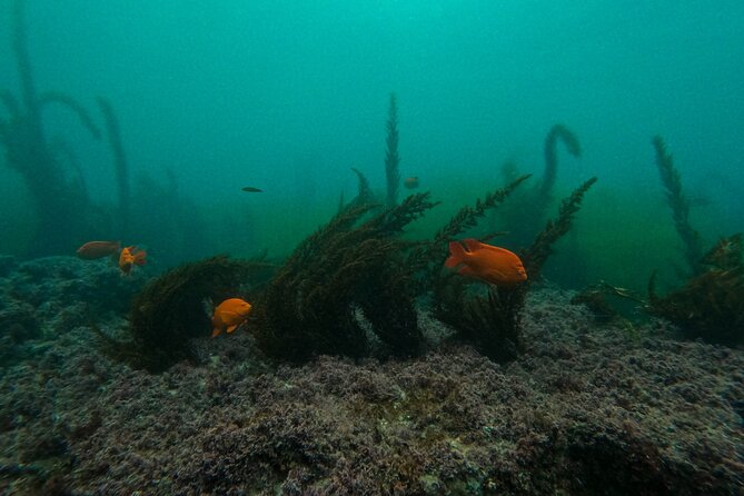La Jolla Snorkel with the Leopard Sharks - Value for money: short time, included gear, and a real marine setting