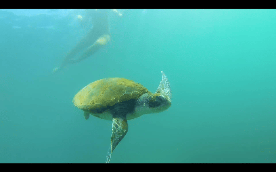 La Jolla: Sunset Kayak Tour of the 7 Caves - Paddling the La Jolla Ecological Reserve Across Three Habitats