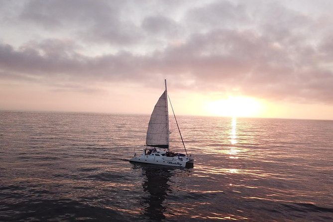 Luxury Catamaran Sailing Charter of San Diego - Mission Bay Wildlife and Ocean Views: What You’re Really Watching For