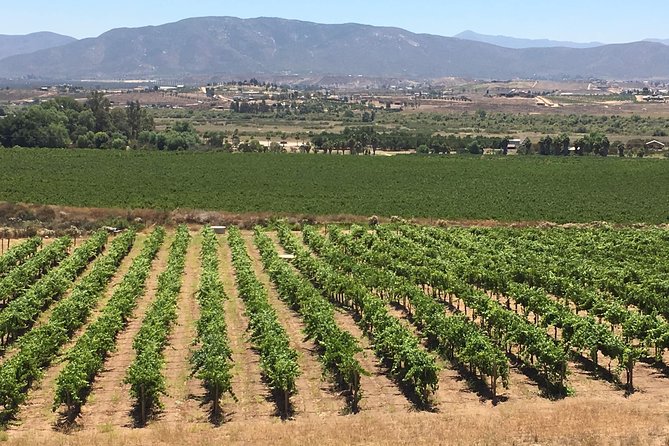 Luxury Private Wine Tasting Tour to Guadalupe Valley from San Diego - The logistics that matter: pickup, timing, and where you start