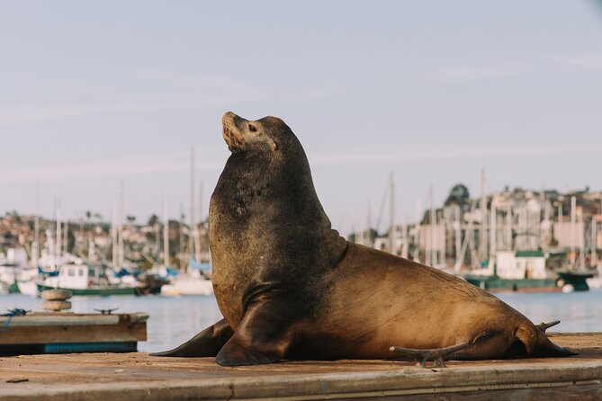 Pedal Boat rental in hidden part of San Diego Bay! Family fun - Practical Tips Before You Go: Snacks, Cooler, Sun, and Timing