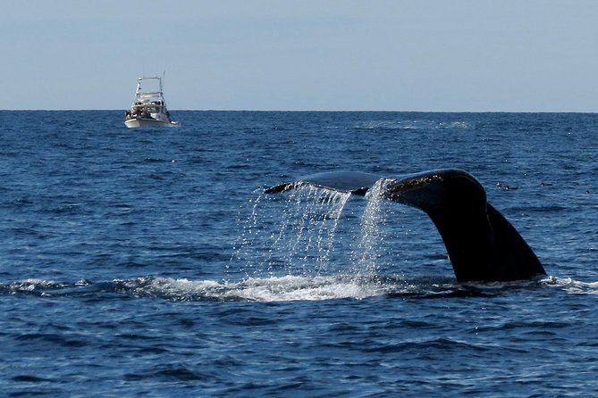 Private Family Whale & Dolphin Adventure in San Diego - Entering The Private Charter Mindset: What Makes This Different