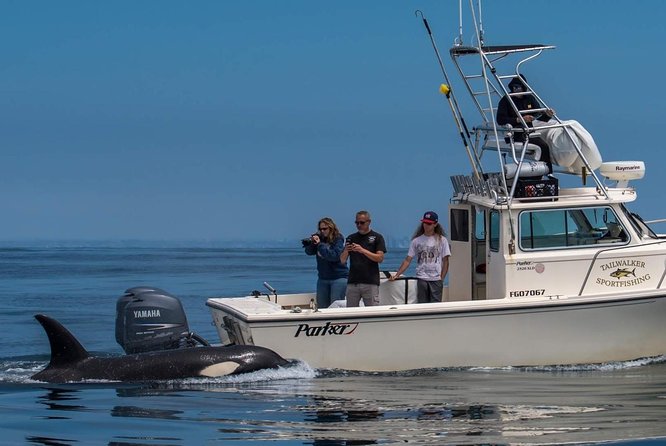 Private Family Whale & Dolphin Adventure in San Diego - How the USCG-Certified Captain Finds Whales and Dolphins