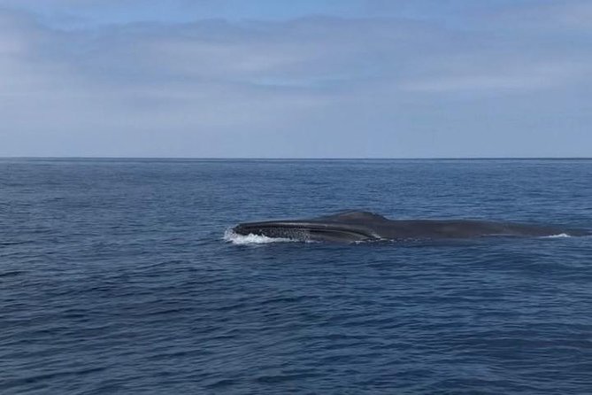 Private Family Whale & Dolphin Adventure in San Diego - What a Typical Trip Feels Like (and Where the Time Goes)