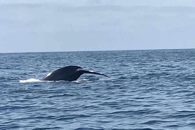 Private Family Whale & Dolphin Adventure in San Diego - The Big Tradeoff: Choppy Water, Cold Spray, and Sea Sickness