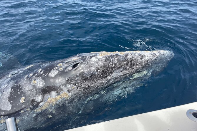 Private Family Whale & Dolphin Adventure in San Diego - Wildlife Sightings: What You Can Realistically Expect
