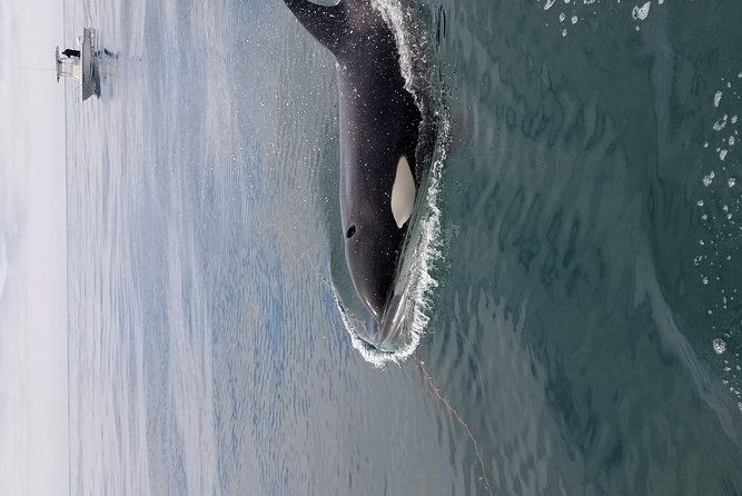 Private Family Whale & Dolphin Adventure in San Diego - Price and Value: When $179 Per Person Makes Sense