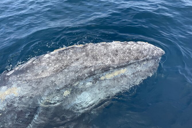 Private Family Whale & Dolphin Adventure in San Diego - Meeting Point and Timing: Avoid the Stress Spiral