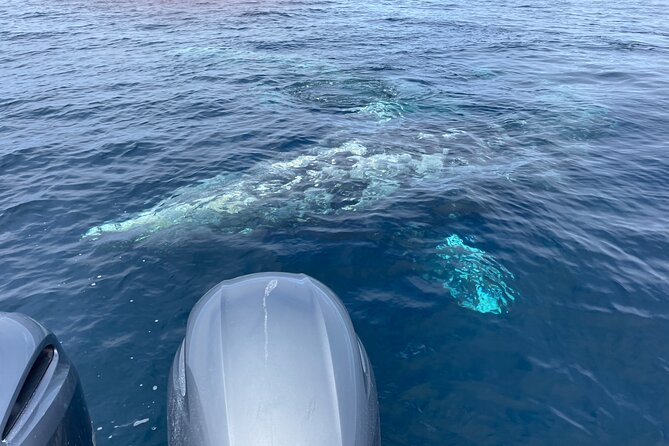 Private Family Whale & Dolphin Adventure in San Diego - The Boat Setup: Cabin Comfort Meets Front-Row Spotting