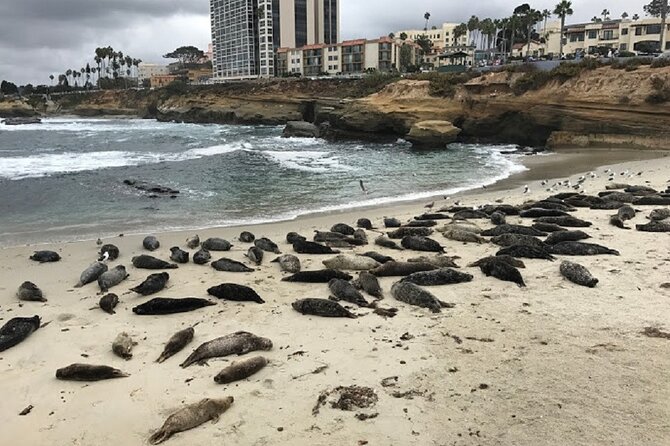 Private Segway Experience Through La Jolla - Key things I’d plan around