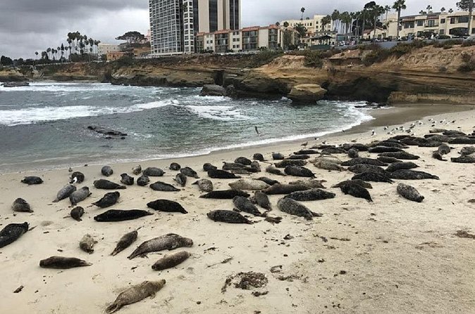 Private Segway Experience Through La Jolla - Pool viewpoints: where the sea-life drama gets real