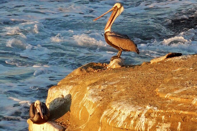 Private Shuttled Coastal Gems Scenic Customizable Tour - Stop 2: La Jolla Cove—cliffs, a small beach, and wildlife energy