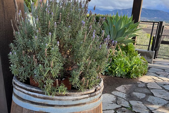 Private Tour Premium Wineries in the Valle de Guadalupe - Stop 1: Bodegas Magoni and Its Italian-Style Welcome