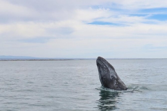 San Diego: 3 Hour Whale Watching Cruise - Drinks, snacks, and timing: making the ride feel like a trip, not a chore