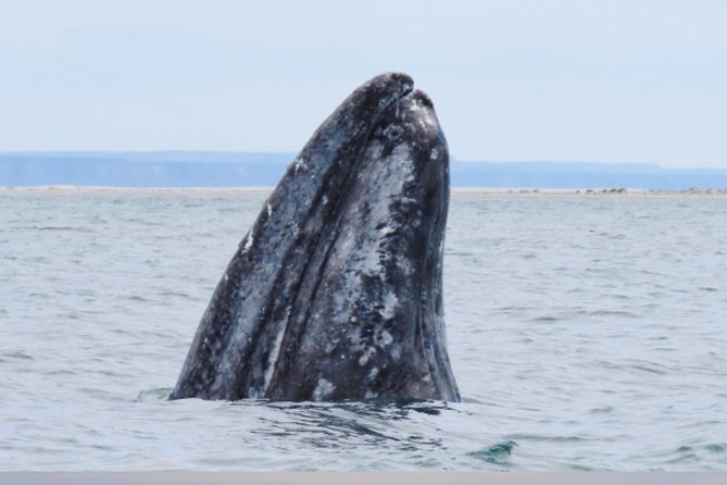 San Diego: 3 Hour Whale Watching Cruise - Where and how to park near 1717 Quivira Rd (so you don’t get towed)