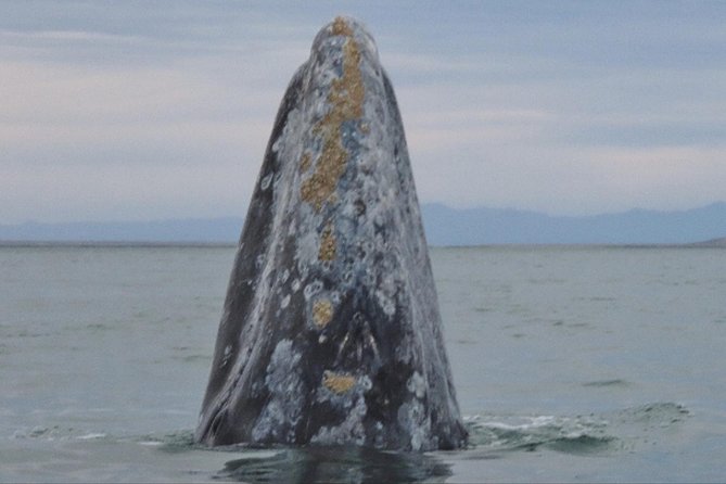 San Diego: 3 Hour Whale Watching Cruise - Who should book this cruise (and who should skip it)