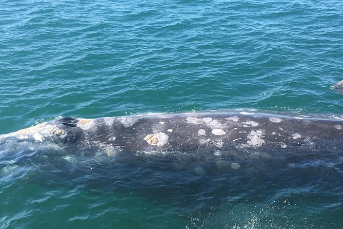 San Diego: 3 Hour Whale Watching Cruise - The live guide and onboard naturalists: how spotting actually gets easier