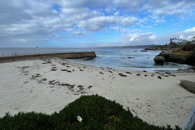San Diego 5 Hour Tour (Private) - La Jolla Cove’s Sea Lions: One Stop That Changes the Whole Mood