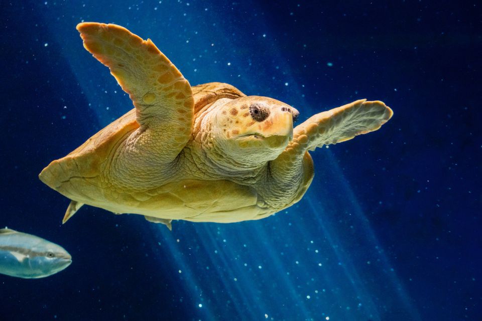 San Diego: CityPASS® Save up to 44% at Must-See Attractions - Maritime Museum of San Diego: self-guided and straightforward