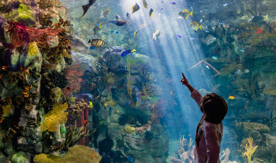 San Diego: CityPASS® Save up to 44% at Must-See Attractions - Birch Aquarium at Scripps: a calm, flexible pick