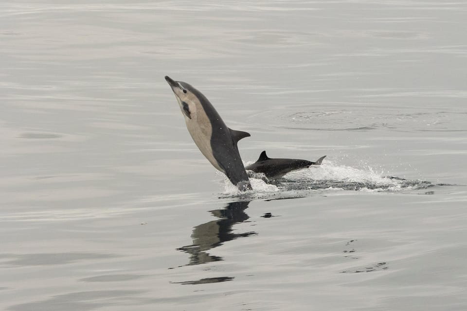 San Diego: Dolphin and Whale-Watching Sunset Cruise - A 3-hour hunt for whales, dolphins, and a sunset sky