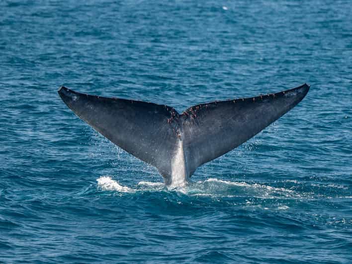 San Diego: Dolphin and Whale-Watching Sunset Cruise - On board: how the naturalist guide changes the experience