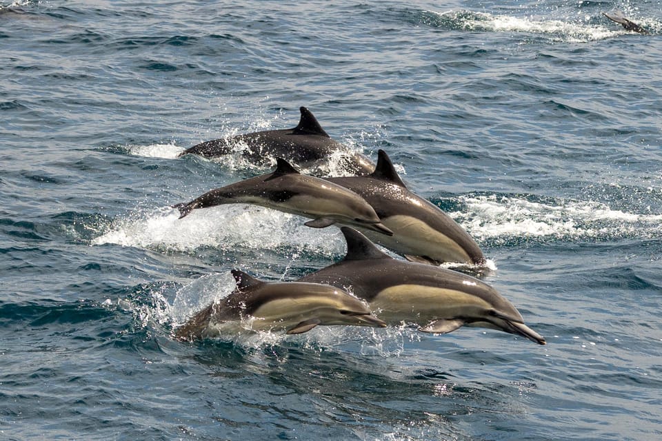 San Diego: Dolphin and Whale-Watching Sunset Cruise - Sunset timing and the season: when you’ll see the sky