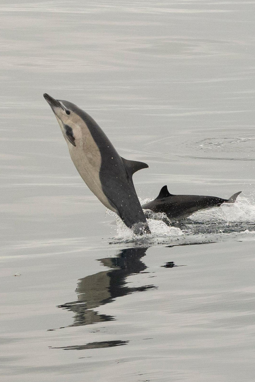 San Diego: Dolphin and Whale-Watching Sunset Cruise - Comfort and motion: layers, seasickness plans, and who it’s not for