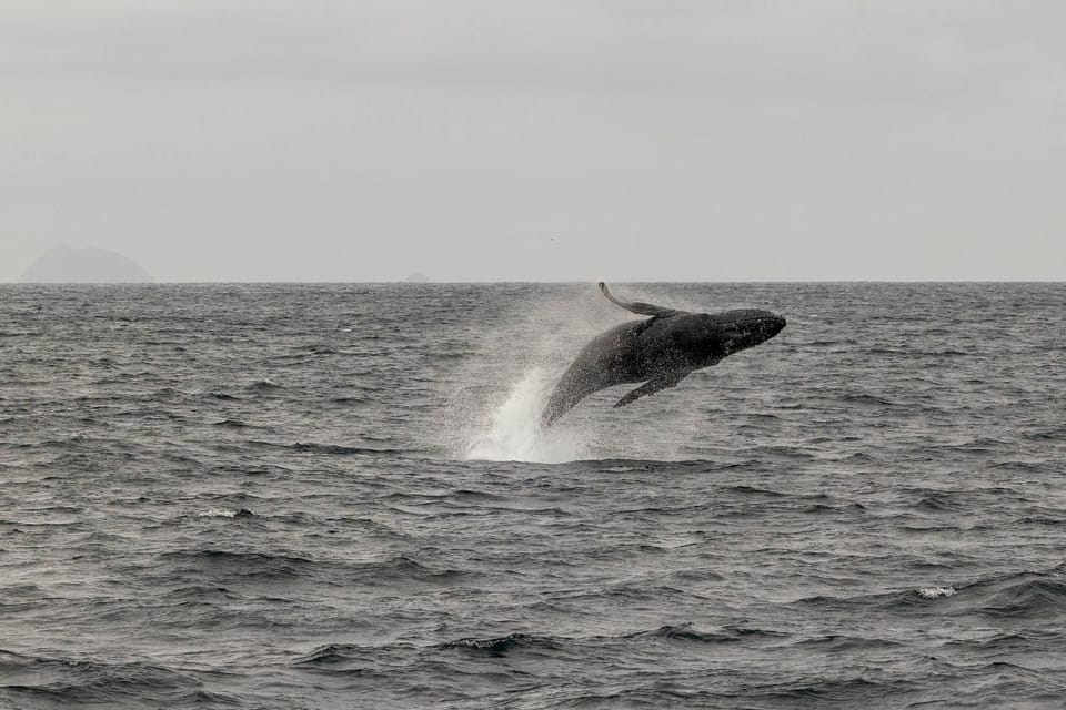 San Diego: Dolphin and Whale-Watching Sunset Cruise - Price and value: is $70 worth a wildlife gamble?