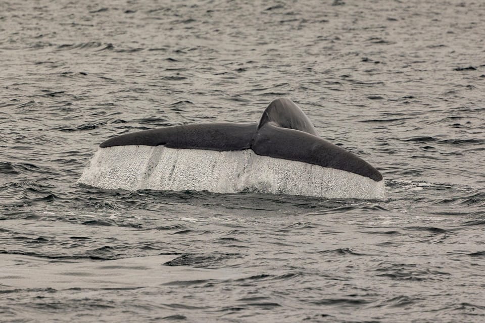 San Diego: Dolphin and Whale-Watching Sunset Cruise - Best fit: who this cruise works for
