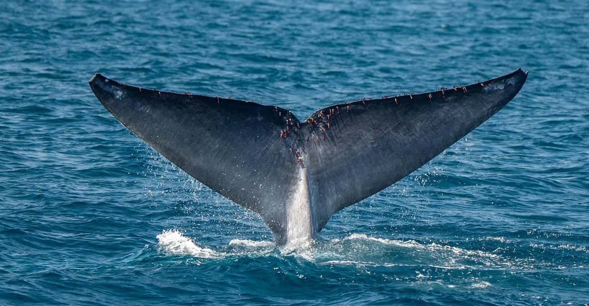 San Diego: Dolphin and Whale-Watching Sunset Cruise - Before You Go: the gray ticket booth and your boarding pass