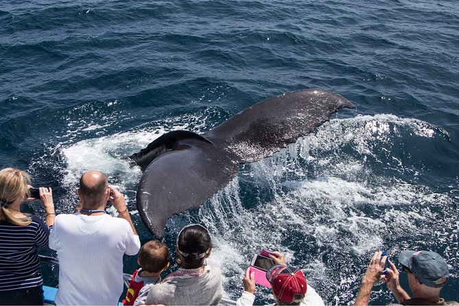 San Diego Explorer Pass: Save up to 50% - Includes San Diego Zoo - The bay views: cruises, whale watching, and self-driving speedboats