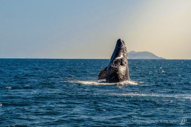 San Diego: Half-Day Marine Wildlife Tour with Lunch - Key Things I’d Pay Attention To