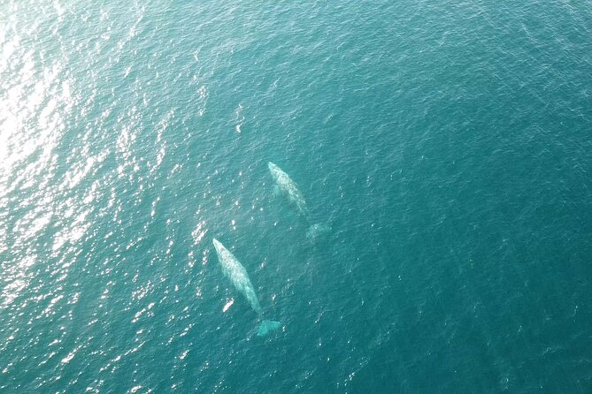 San Diego: Half-Day Marine Wildlife Tour with Lunch - A Private 36-Foot Yacht Ride Off Harbor Island