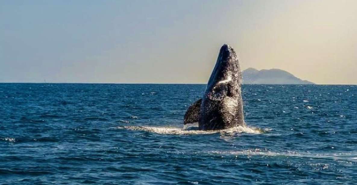 San Diego: Half-Day Marine Wildlife Tour with Lunch - Out to the Open Pacific for Whale Migration Season